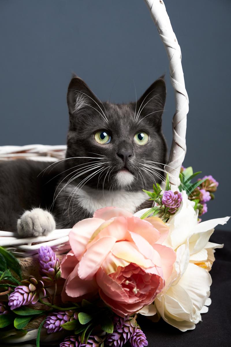 Доставка Батіг